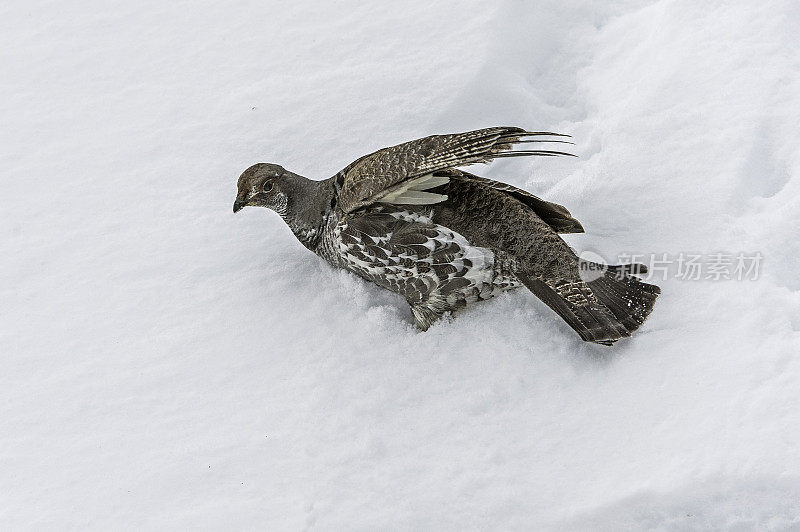 Dusky Grouse (Dendragapus obscurus)是一种森林松鸡，原产于北美黄石国家公园的落基山脉，怀俄明州。躺在雪地里。